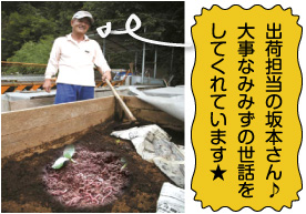 ミミズ養殖箱