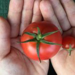 夏季休業のお知らせ(8/11~8/16) 夏季休業のお知らせ(8/11~8/16)