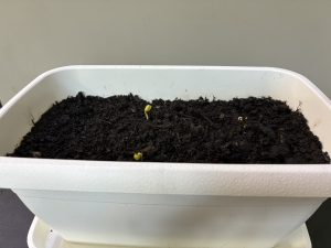 ラディッシュ播種後5日目